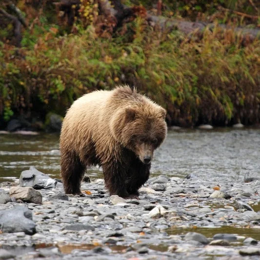 Grizzly bear in a stream