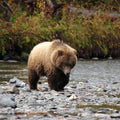 Grizzly bear in a stream