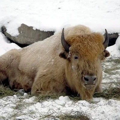 Buffalo in a blizzard