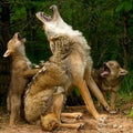 Coyote with pups