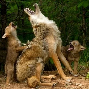 Coyote with pups