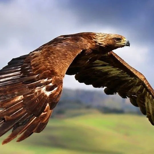 Golden eagle in flight